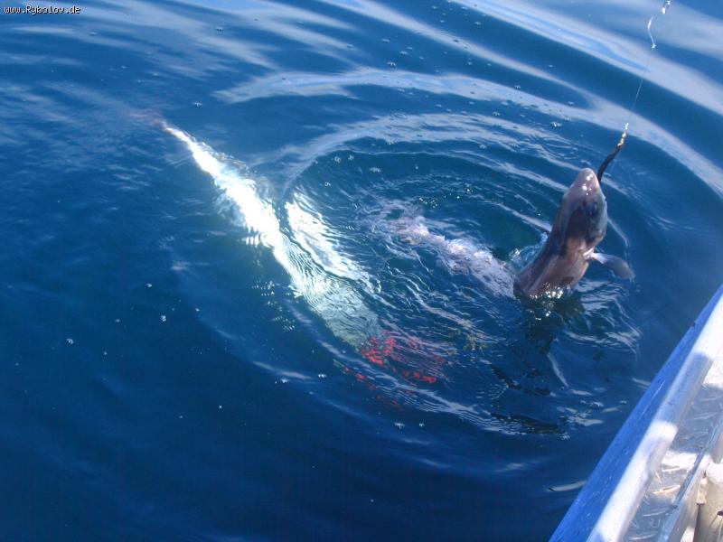 --��������. - ������� (����������)