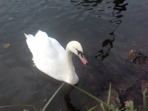 --������ ���� - ������� (����������)