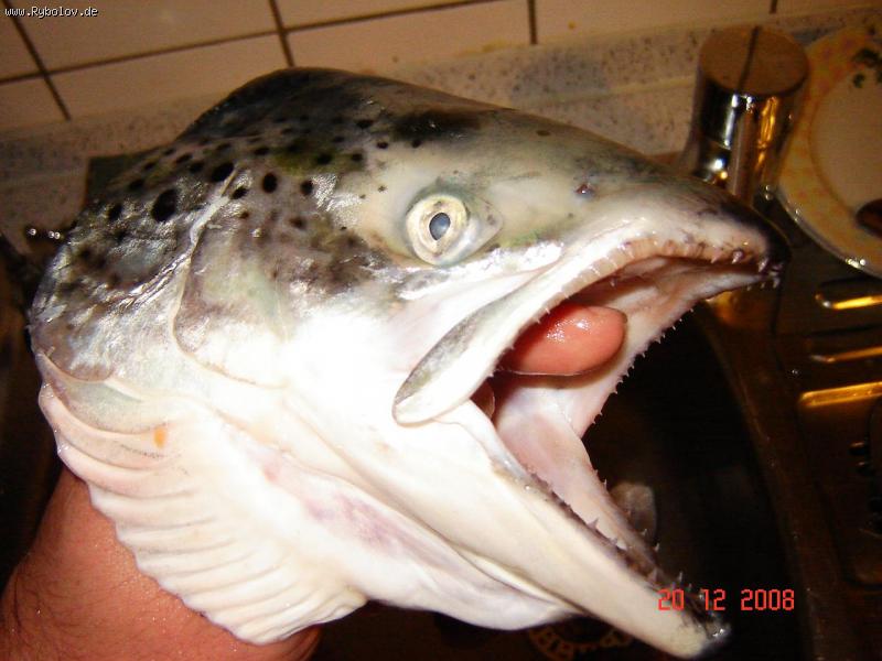 --����� - ������� (����������)