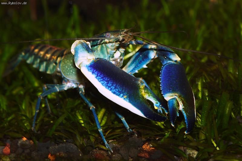 --��� ����������� - ������� (����������)