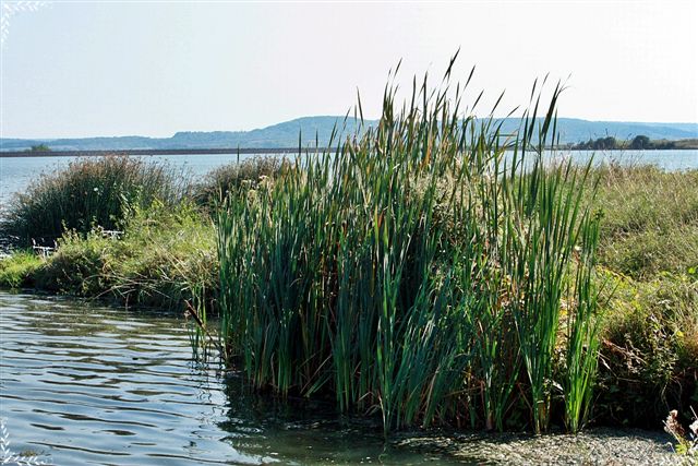 --��� ������������ - ������� (����������)