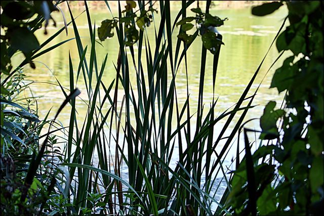 --��� ������������ - ������� (����������)