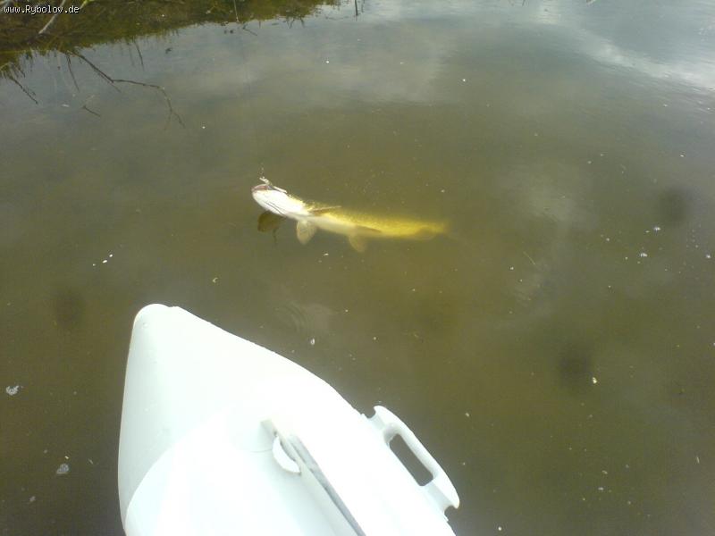 --60 er  hecht (s lodki) 27.04.2010 -  ()