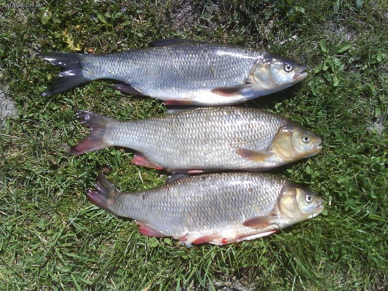 --��� ����. - ������� (����������)