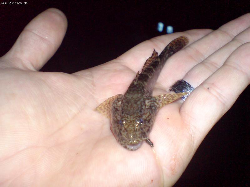 --���. - ������� (����������)