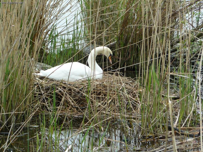 --� ������ - ������� (����������)