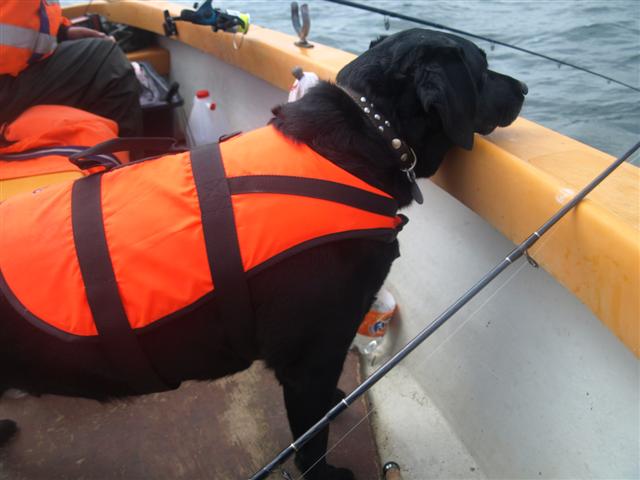 --Kollege - ������� (����������)