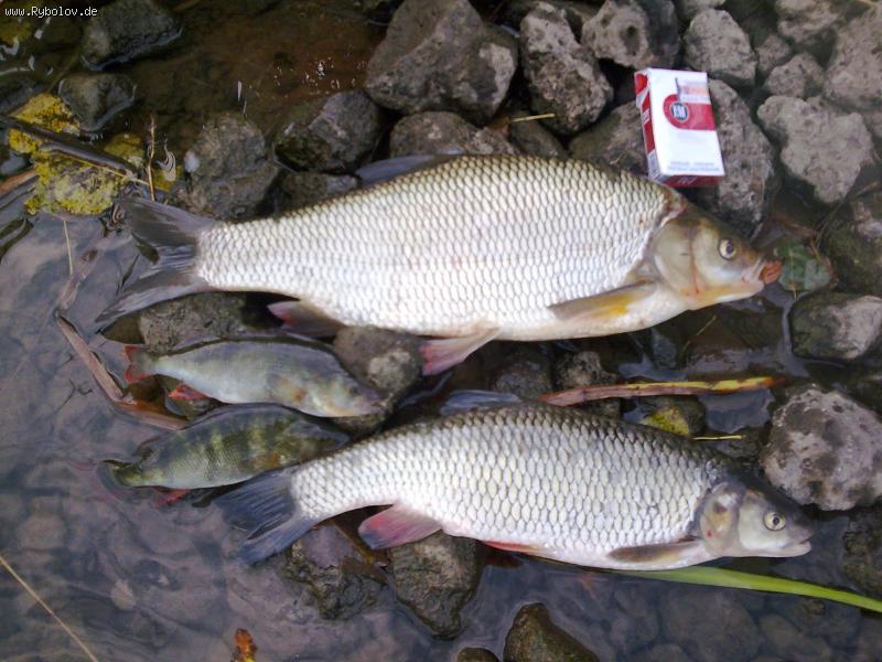 --�������. - ������� (����������)