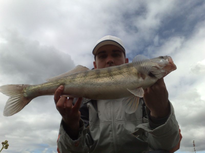 --Zander auf  T-Rig - ������� (����������)