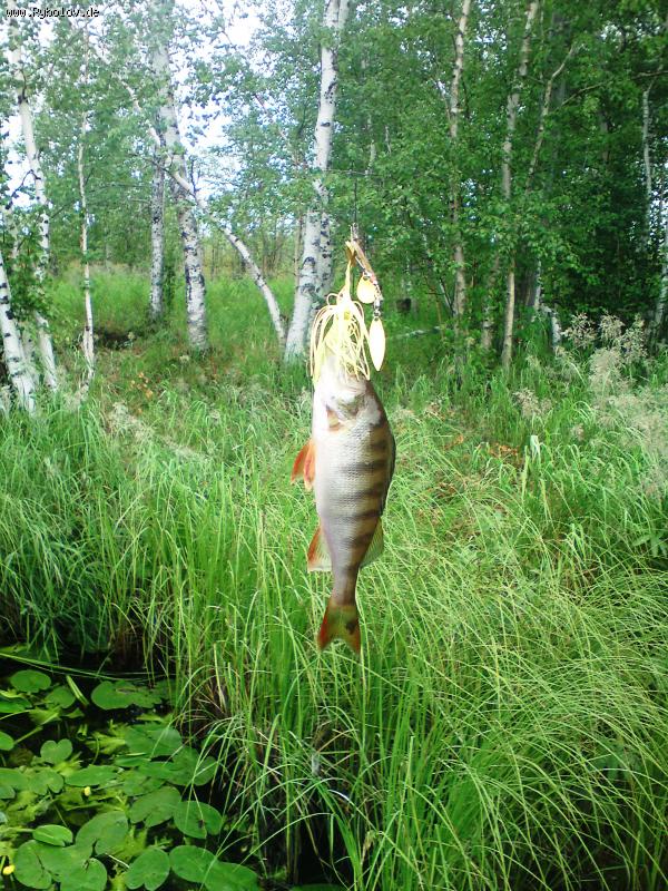 --����� - ������� (����������)