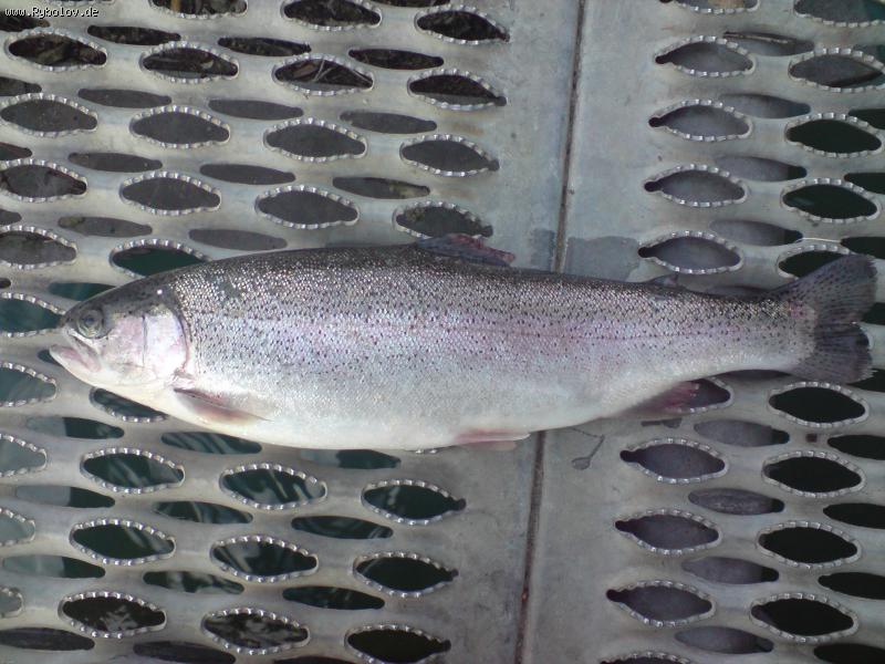 --�������� ���� �� ���� ( Edesheimsee Juli-2010 ) - ������� (����������)