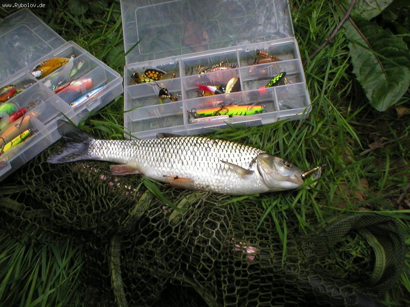 --Lippe,Döbel - ������� (����������)