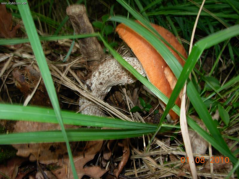 --���� ��������� ���� - ������� (����������)