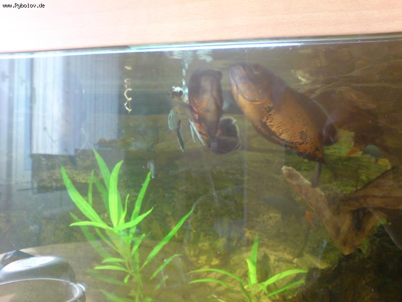 --���� - ������� (����������)