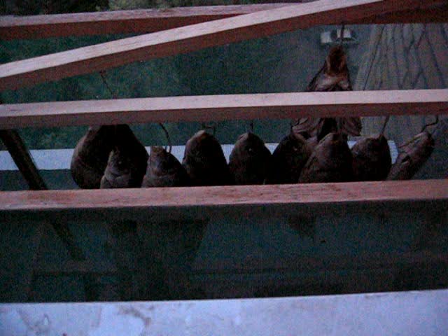 --��� � ��� ���� ��� ����� ���� - ������� (����������)