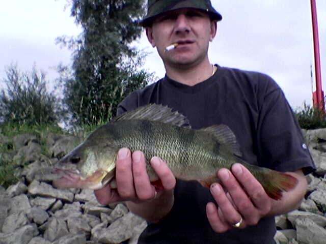 --����� ���� ����� - ������� (����������)