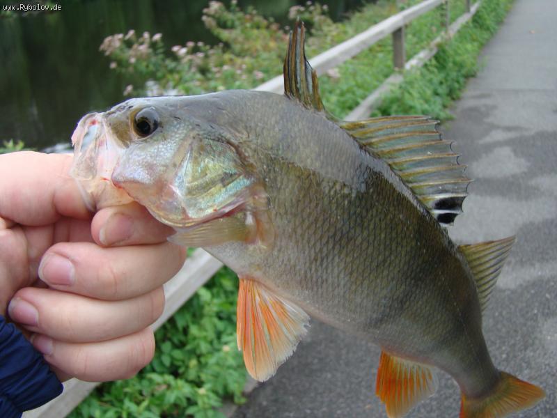 --����� � ����. - ������� (����������)