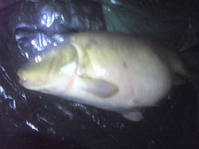 --krupnak - ������� (����������)