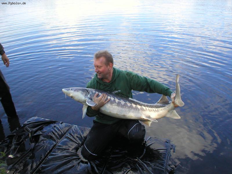 --Stör ����������� �� �����Zvillbrock - ������� (����������)