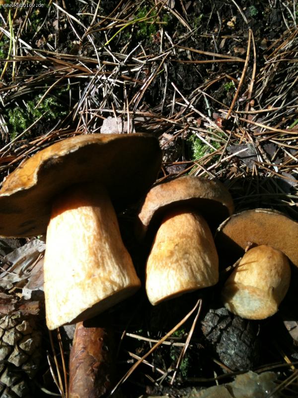 --������� ����� - ������� (����������)