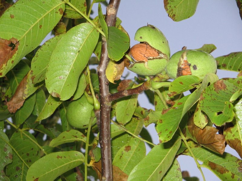 --����� ������� - ������� (����������)