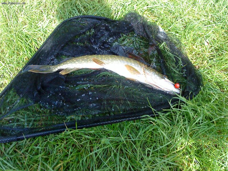 --�����. - ������� (����������)