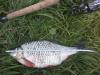 Краснопёрка, примерно с килограмм. - рыбалка (фотоальбом)