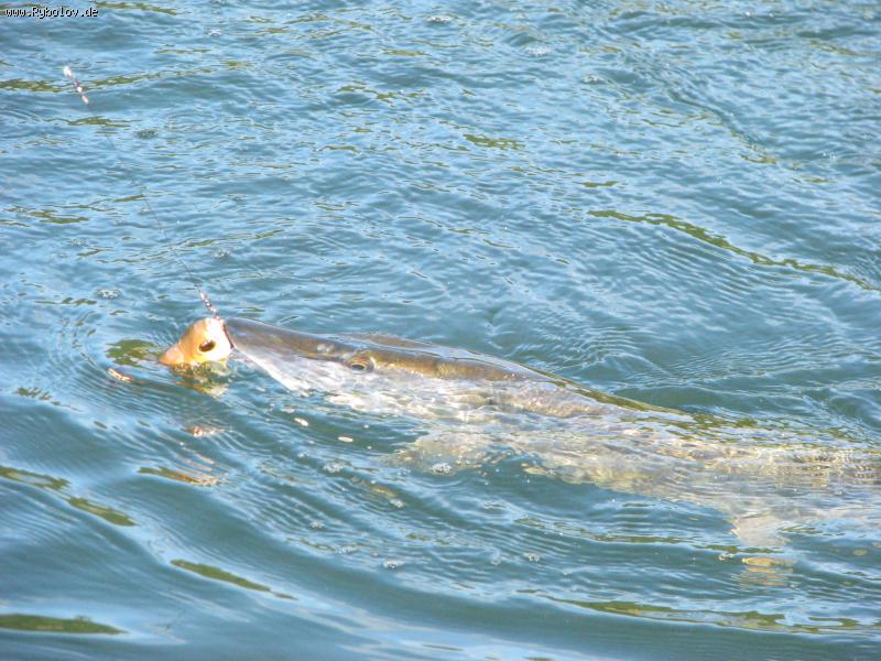 --������ ������� - ������� (����������)