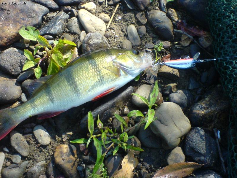 --������ � �������� YU-ZURI - ������� (����������)