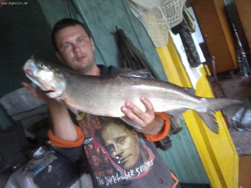 --������ 4.600 - ������� (����������)