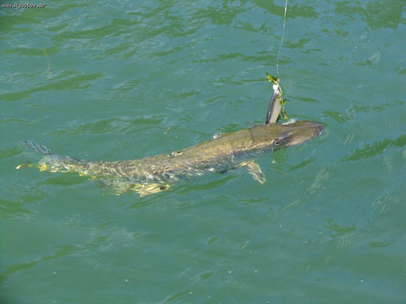 --���������� � ��������� �������. - ������� (����������)