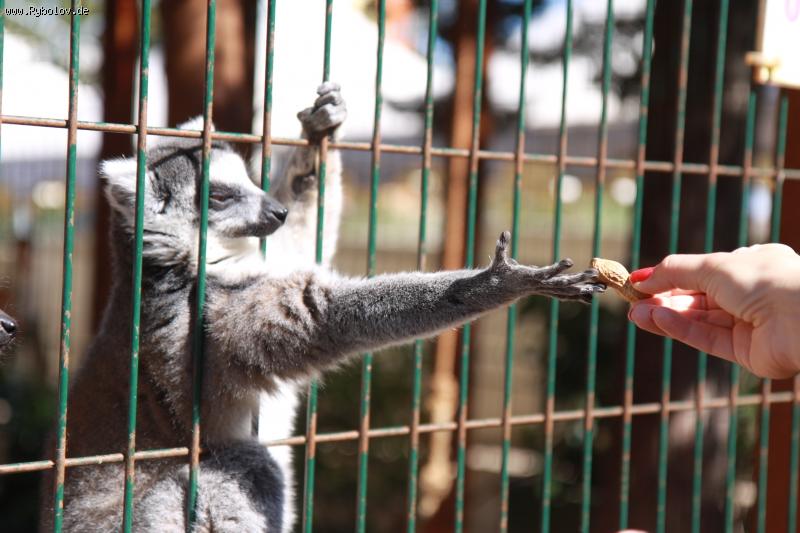 --�������!  ��� ����! - ������� (����������)