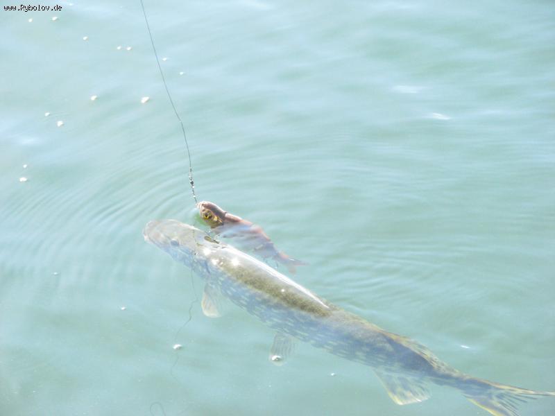 --������ ����... - ������� (����������)