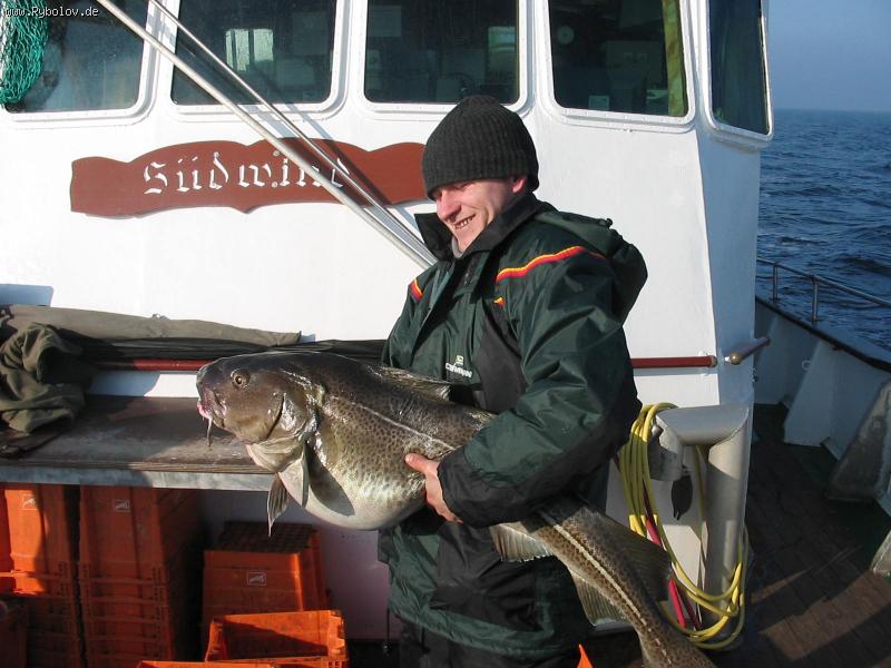 --Dorsch - ������� (����������)