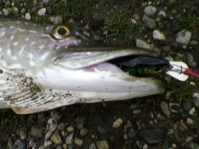 --75 cm - ������� (����������)