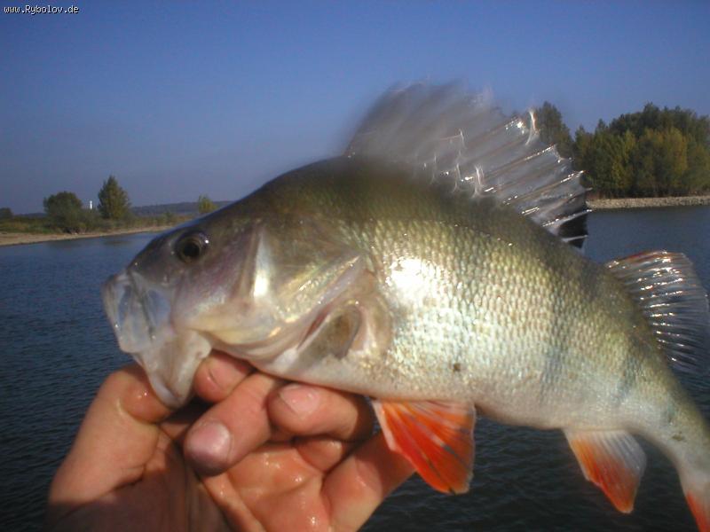 --����.����� - ������� (����������)