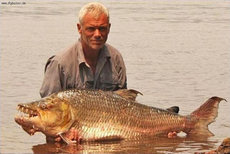 --�������� ���� ������ (���. Hydrocynus goliath) - ������� (����������)