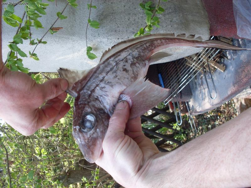 --������� ����� - ������� (����������)