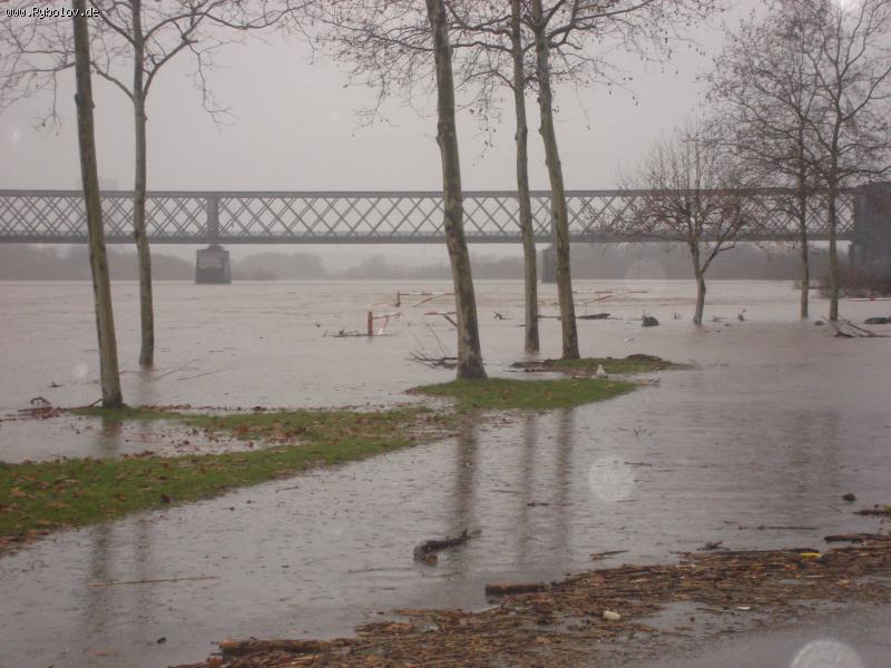 --Rhein -  ()