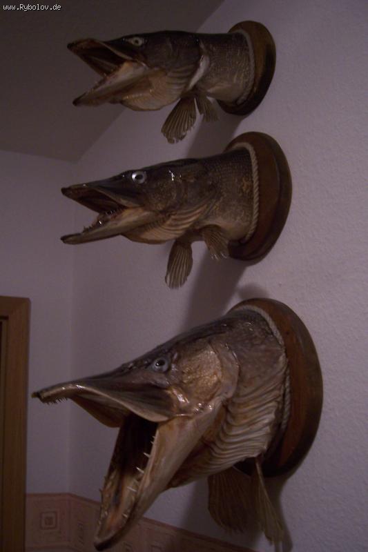 --��� ��������� - ������� (����������)