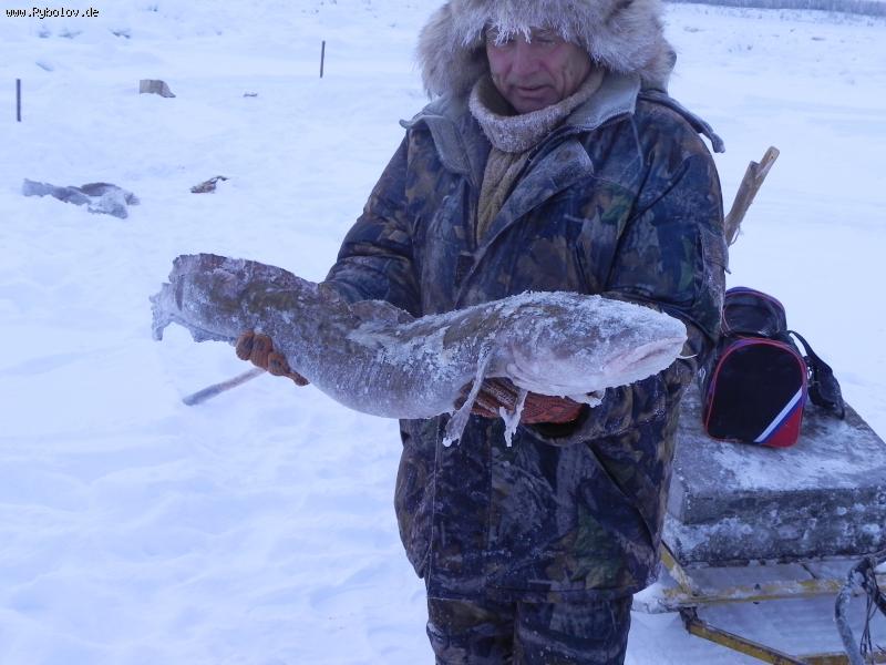 --Налим.Красноярский край - рыбалка (фотоальбом)