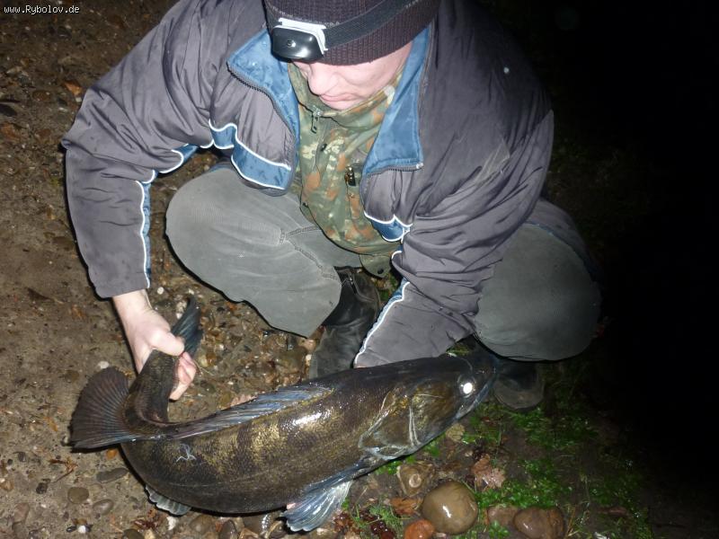 --ZANDER - ������� (����������)