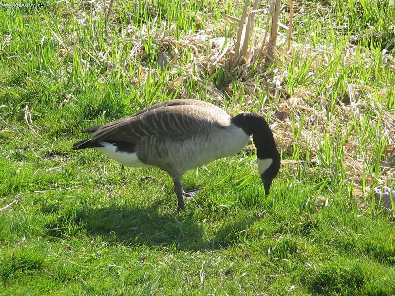 --,,Talsperre Birkungen 10.01.2011 ,, - ������� (����������)