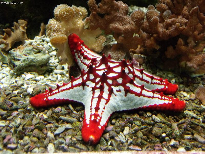 --,,Zoo Stuttgart 18.04.2011,, -  ()