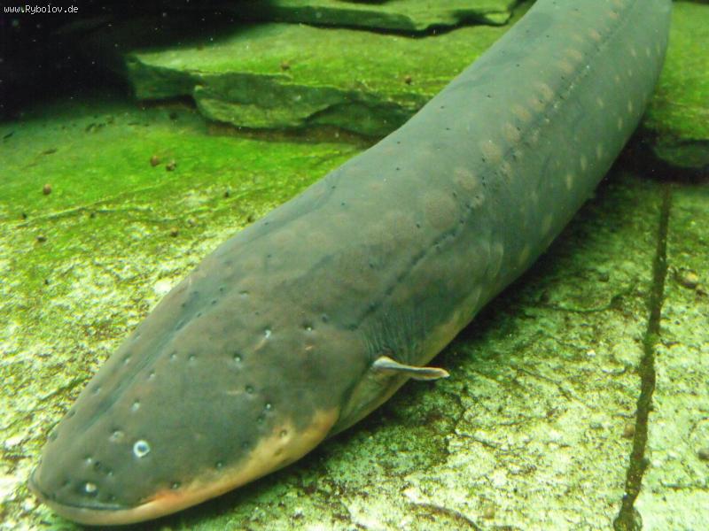 --,,Zoo Stuttgart 18.04.2011,, - ������� (����������)