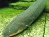 ,,Zoo Stuttgart 18.04.2011,, - рыбалка (фотоальбом)