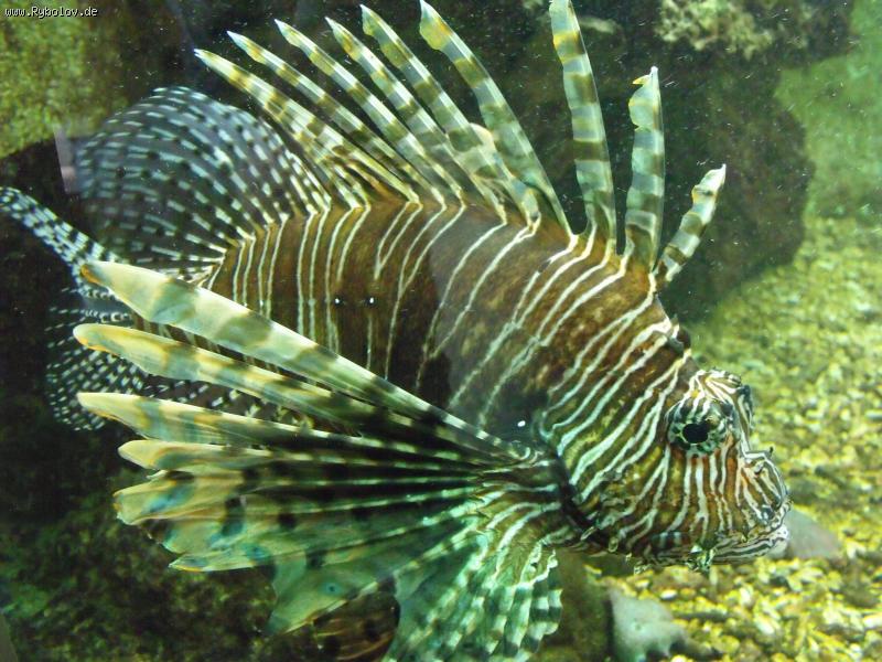 --,,Zoo Stuttgart 18.04.2011,, -  ()