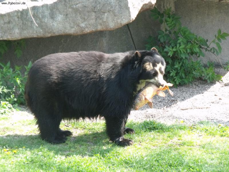 --,,Zoo Stuttgart 18.04.2011,, -  ()