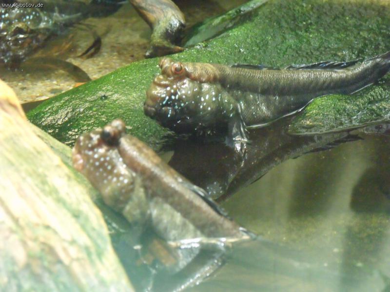--,,Zoo Stuttgart 18.04.2011,, -  ()