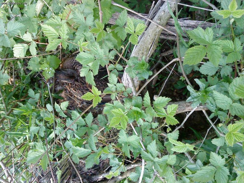 --������� - ������� (����������)